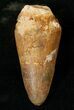 Cretaceous Fossil Crocodile Tooth - Morocco #17095-1